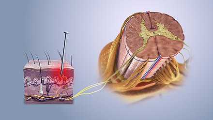 sistema nociceptivo