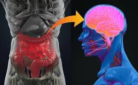 eje intestino cerebro