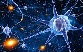 plasticidad neuronal