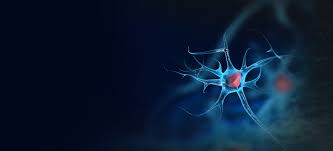 sistema nervioso central y neuronal