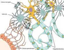 sistema neuroinmune