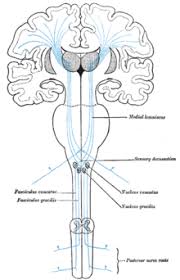 sistema somatosensorial