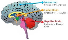 cerebro triuno