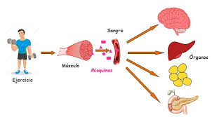 mioquinas