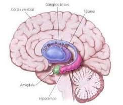 regiones subcorticales